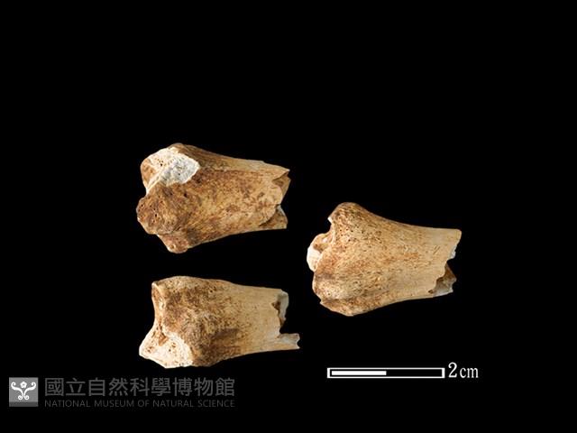 獐骨藏品圖，第1張