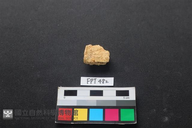 龜骨藏品圖，第1張