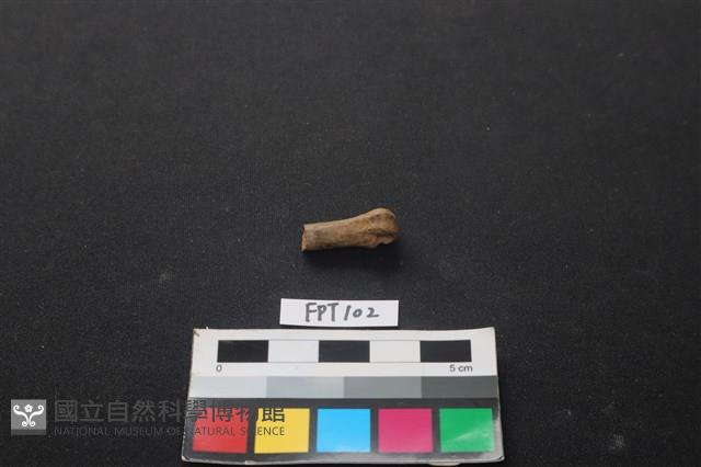 哺乳類動物骨藏品圖，第1張