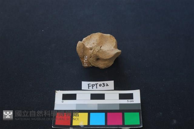 鹿骨藏品圖，第1張