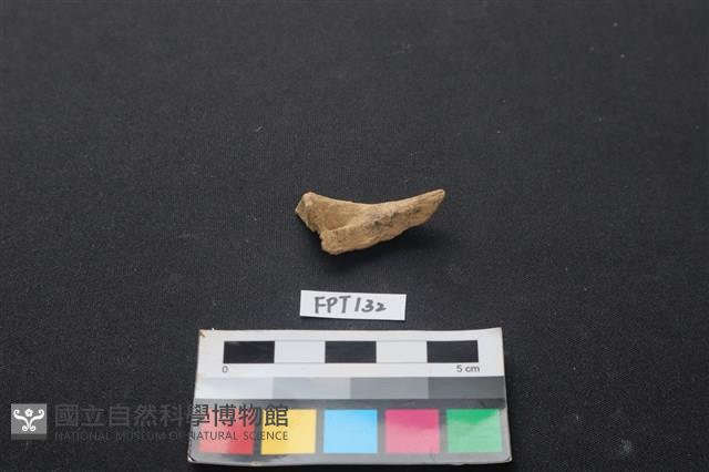 偶蹄類動物骨藏品圖，第1張