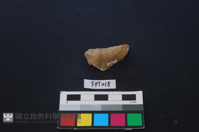 鹿骨藏品圖，第1張
