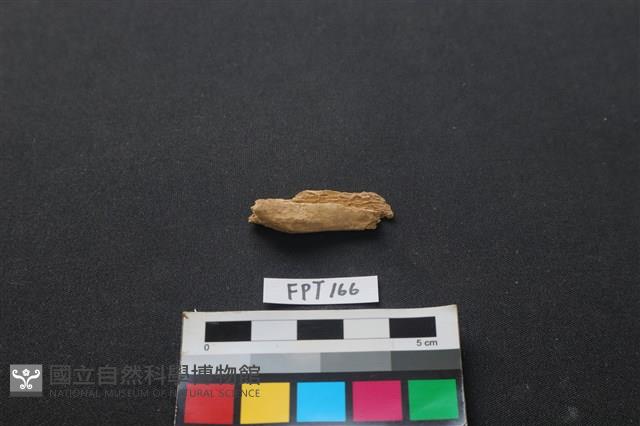 哺乳類動物骨藏品圖，第1張