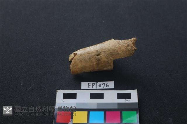 偶蹄類動物骨藏品圖，第1張