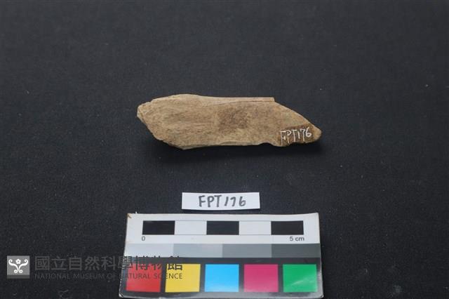 偶蹄類動物骨藏品圖，第1張