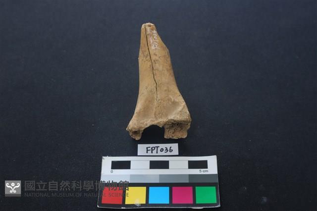 鹿骨藏品圖，第1張