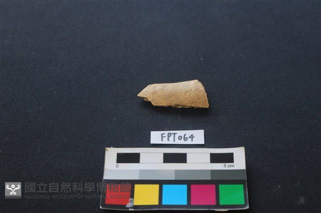 偶蹄類動物骨藏品圖，第1張