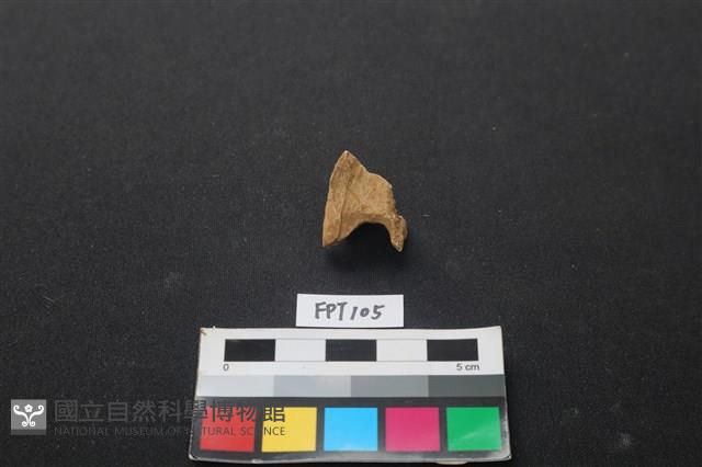 獸骨藏品圖，第1張