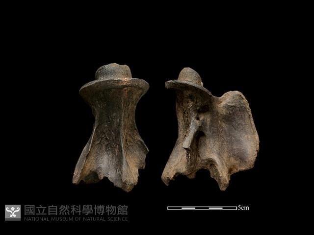 梅花鹿骨藏品圖，第2張