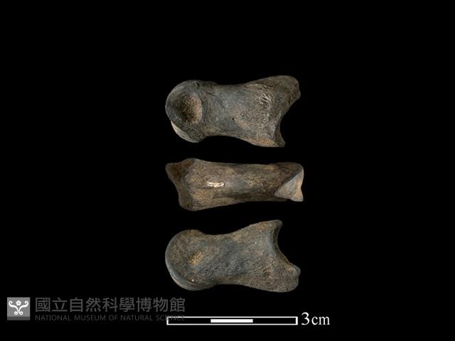 梅花鹿骨藏品圖，第1張