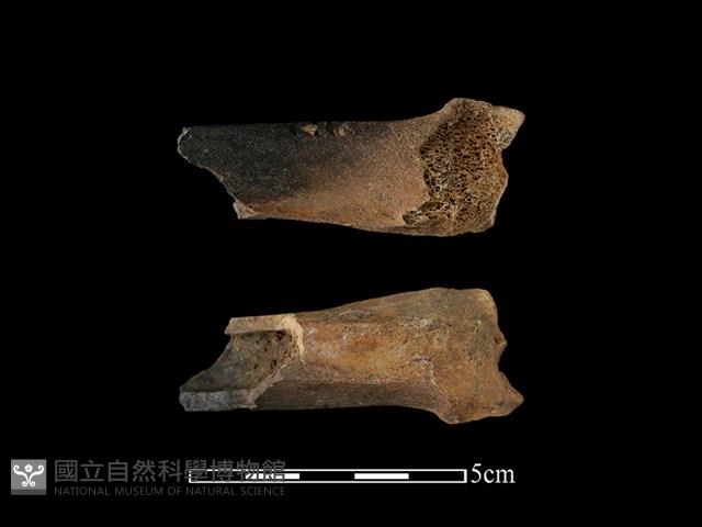 梅花鹿骨藏品圖，第2張