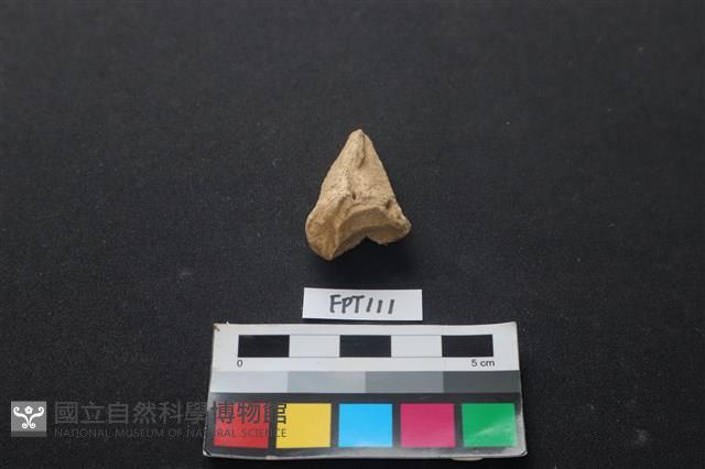 鹿骨藏品圖，第1張