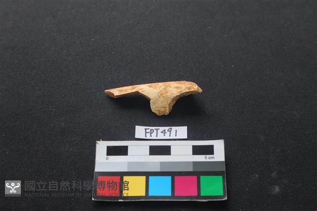 哺乳類動物骨藏品圖，第1張