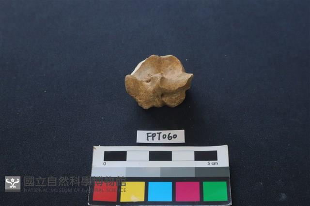鹿骨藏品圖，第1張