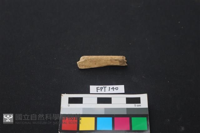 哺乳類動物骨藏品圖，第1張
