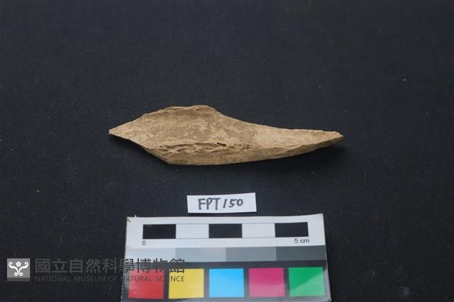 偶蹄類動物骨藏品圖，第1張