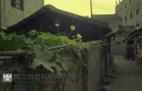 1950至2006年臺灣常民生活藏品圖，第1張