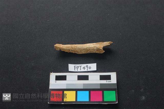 哺乳類動物骨藏品圖，第1張