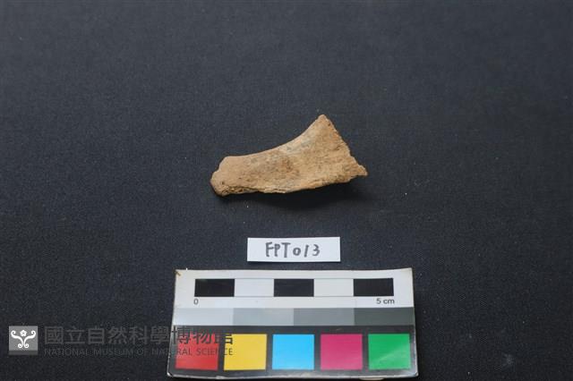 偶蹄類動物骨藏品圖，第1張
