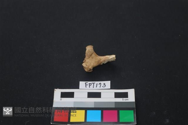 動物骨藏品圖，第1張