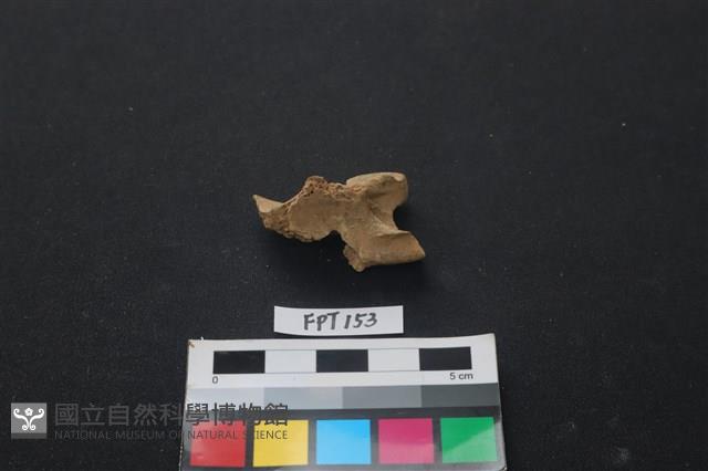 哺乳類動物骨藏品圖，第1張