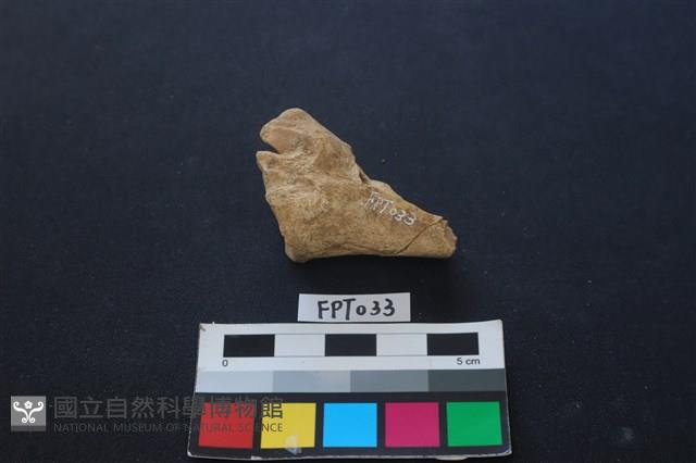 鹿骨藏品圖，第1張