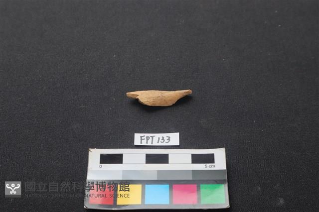 偶蹄類動物骨藏品圖，第1張