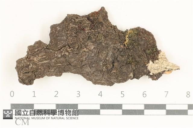 登錄號:L00005082藏品圖，第1張