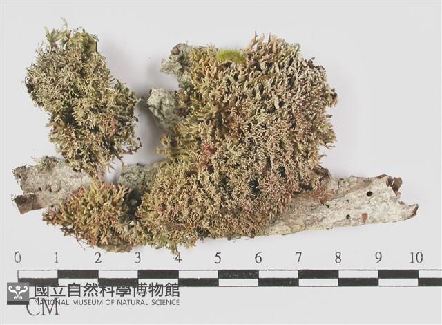 台灣球粉衣藏品圖，第1張