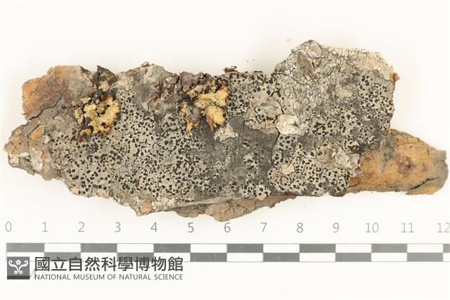 登錄號:L00005102藏品圖，第1張