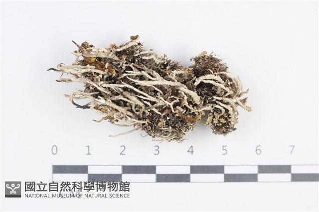 登錄號:L00003902藏品圖，第1張