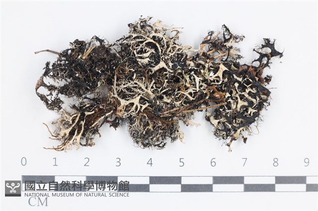 登錄號:L00004902藏品圖，第1張