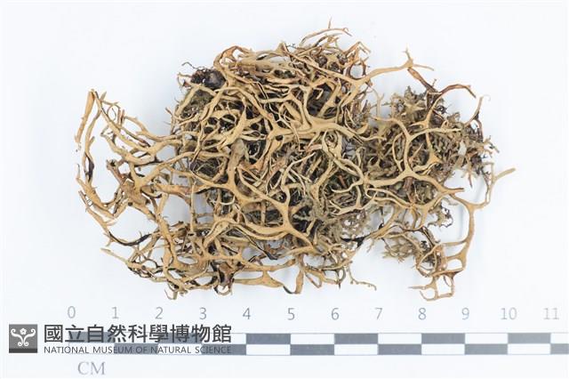 登錄號:L00000802藏品圖，第1張