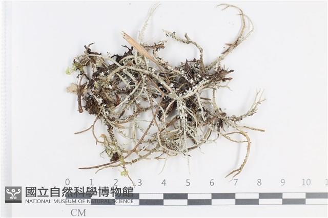 登錄號:L00004262藏品圖，第1張