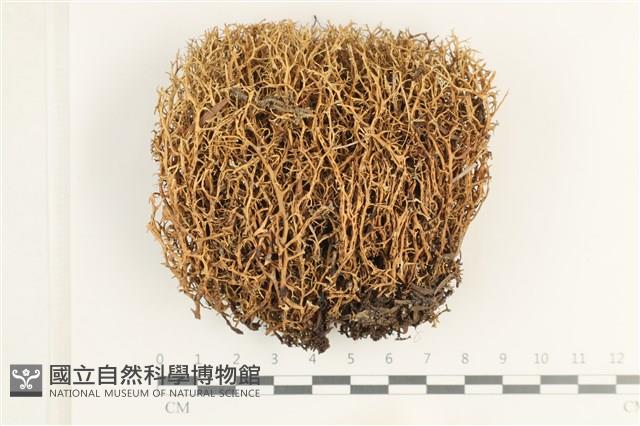 登錄號:L00001062藏品圖，第1張