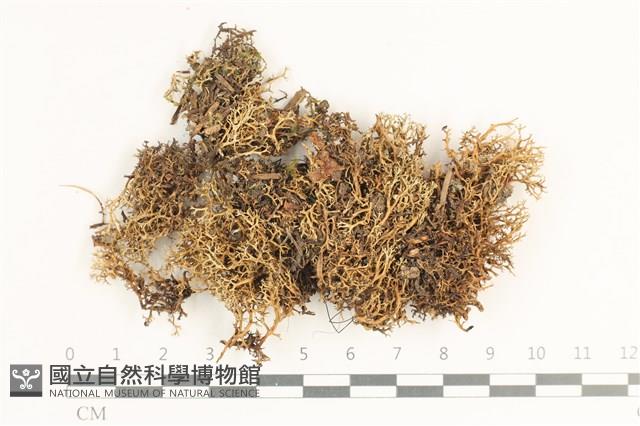 登錄號:L00000962藏品圖，第1張