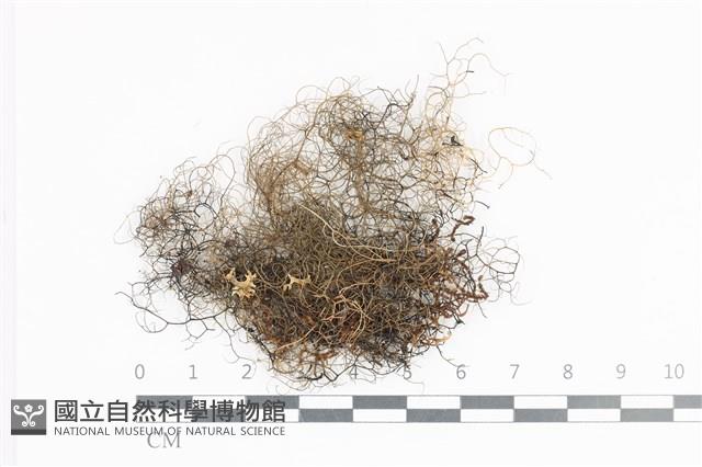 登錄號:L00005012藏品圖，第1張