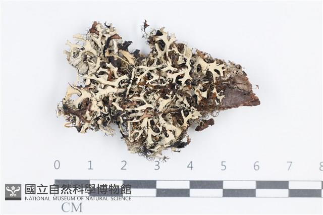 登錄號:L00004012藏品圖，第1張