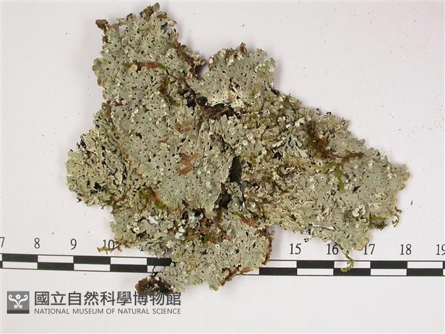 登錄號:L00002912藏品圖，第1張