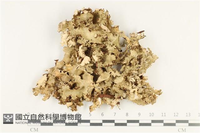 登錄號:L00003912藏品圖，第1張
