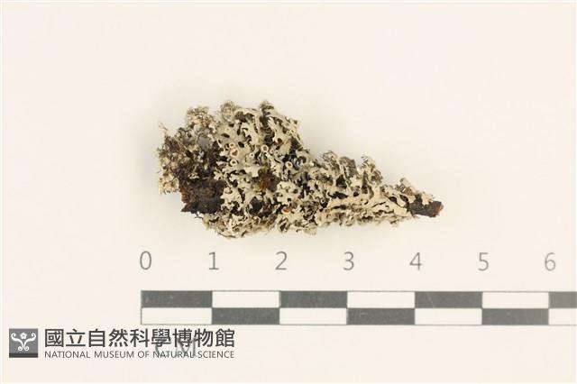 登錄號:L00003812藏品圖，第1張