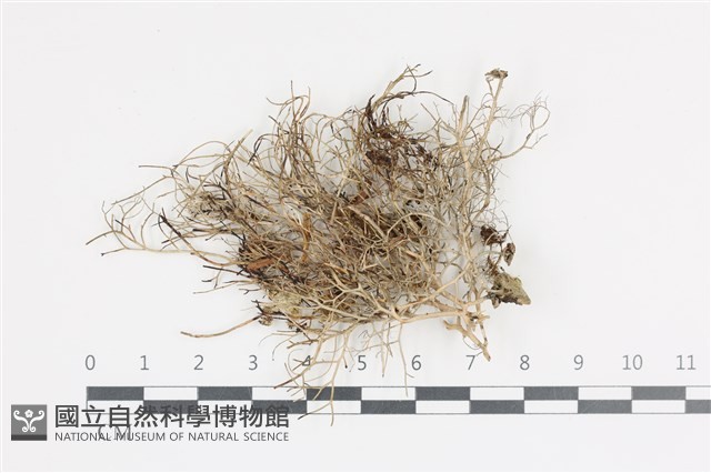 登錄號:L00004042藏品圖，第1張