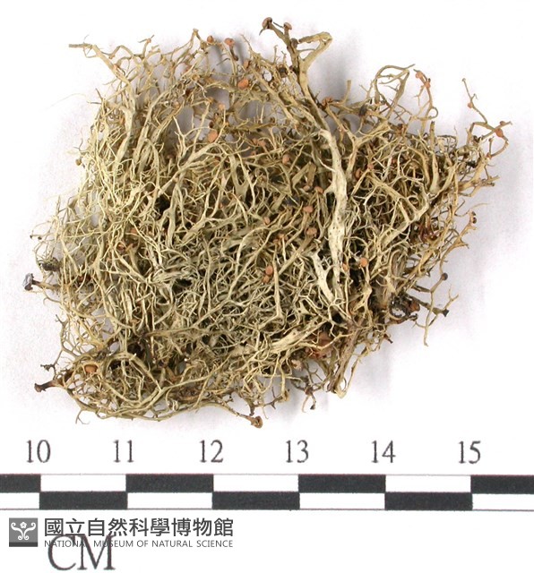 登錄號:L00001842藏品圖，第1張