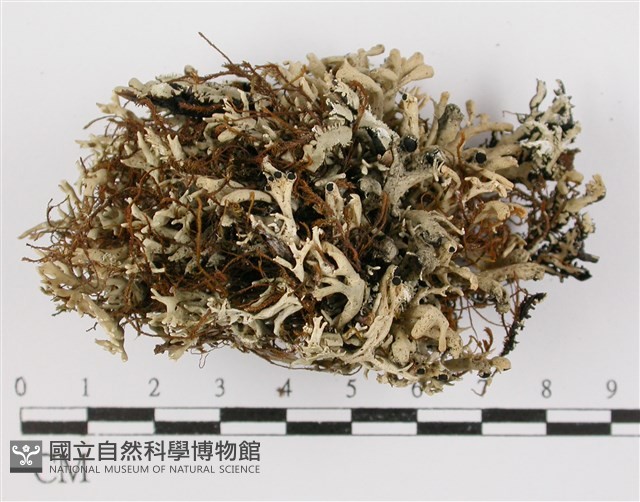 登錄號:L00000922藏品圖，第1張
