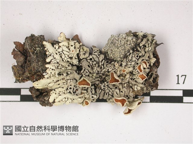 登錄號:L00002822藏品圖，第1張