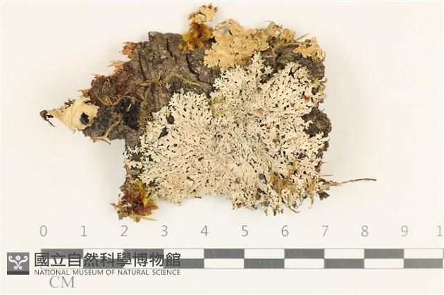 登錄號:L00004822藏品圖，第1張