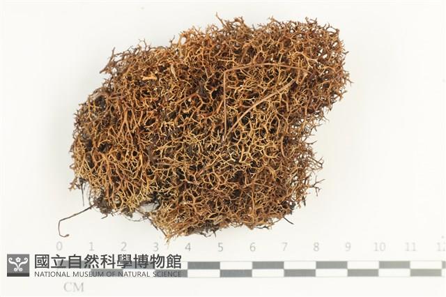 登錄號:L00002072藏品圖，第1張