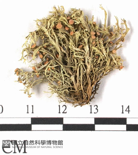 登錄號:L00001072藏品圖，第1張
