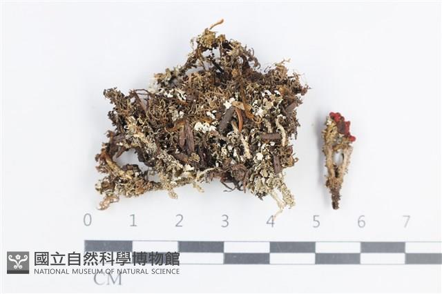 登錄號:L00004072藏品圖，第1張