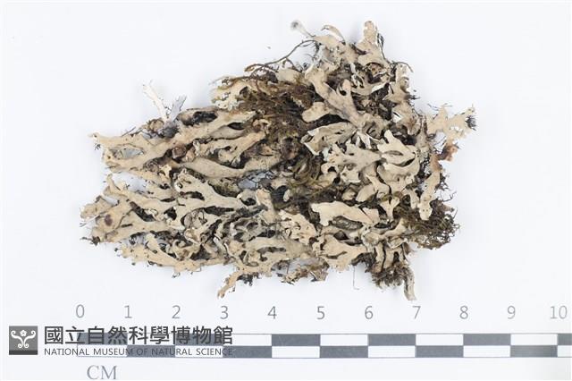 登錄號:L00002252藏品圖，第1張